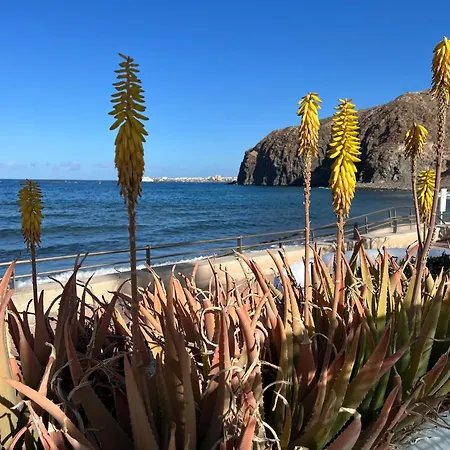 Orion Palm-mar