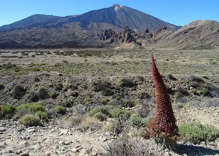 Orion * بالم مار